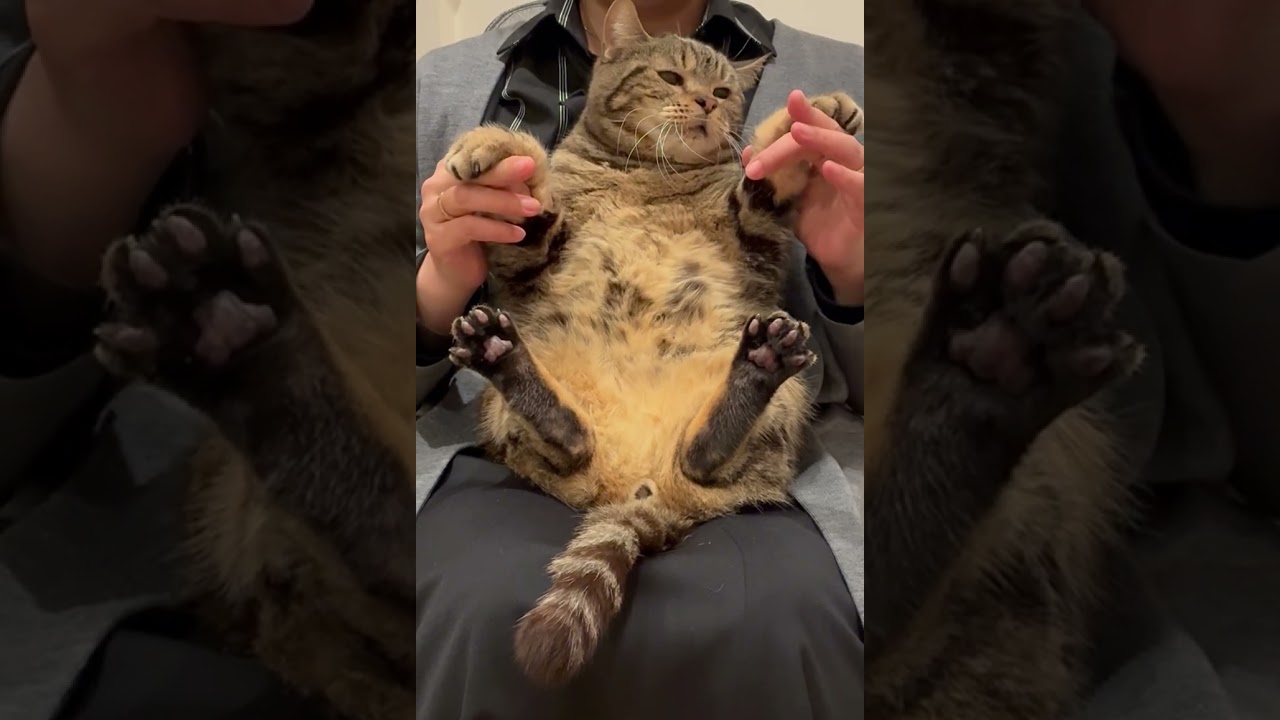 #Shorts抱っこが嫌いな猫と覚える世界史一問一答６ #世界史 #猫