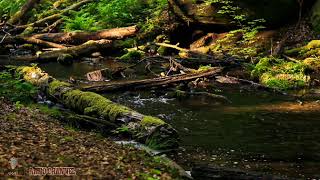 Download lagu suara riuh kicauan burung liar di dalam hutan dan gemercik air mengalir relaksasi mp3