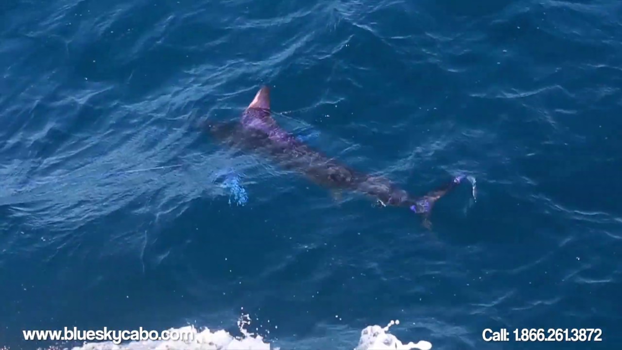 Marlin Fishing Guide