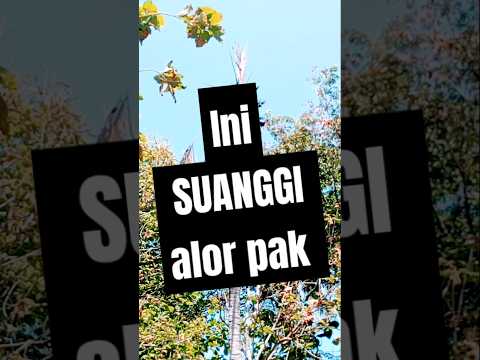 ini SUANGGI ALOR pak #suanggi #alorntt
