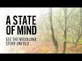Woodland Photography Compositions - A State Of Mind - See the Story unfold...