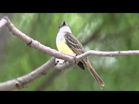 Postriežkar hnedochochlatý (Myiarchus tyrannulus) — biotop a pohyb