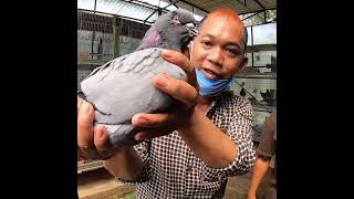 Download lagu The World's Largest Pigeon The King of Pigeons #viralshorts #shorts #youtubeshorts mp3