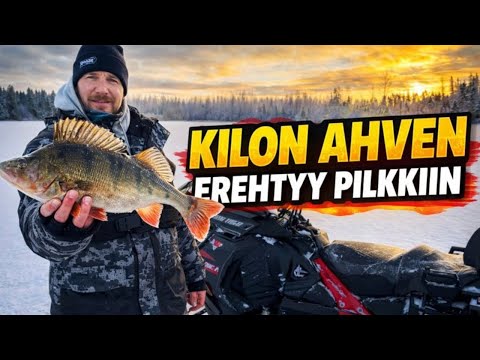 AHVENPILKILLÄ | PENKANVARTIOINA AJOAHVENTA KYTTÄÄMÄSSÄ!