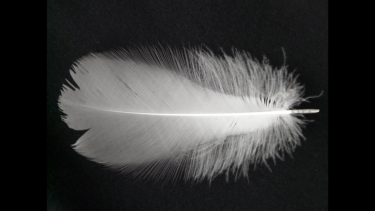 SE TROVI UNA PIUMA BIANCA ECCO COSA SIGNIFICA | trovare una piuma bianca significato