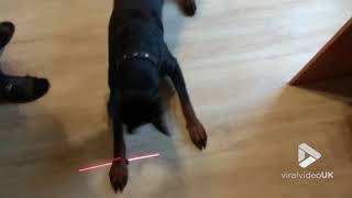 animale cainele si laserul