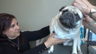 BAD NEWS ABOUT BOSLEY (TAKING HIM TO THE VET) | MAMA RUG AND PAPA RUG