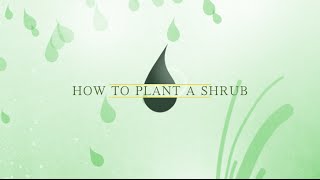preview picture of video 'How to Plant a Shrub'
