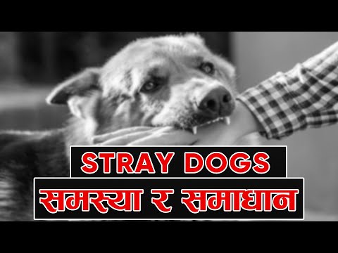 Nepal's stray dog problem | सामुदायिक कुकुरको व्यवस्थापन | Bishwo