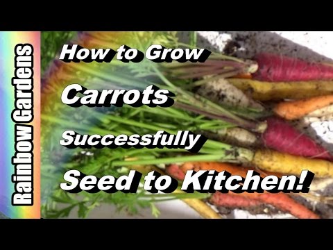 How to Grow Carrots 101 - Seed, Pests, Disease, Harvest, Use in the Kitchen! Complete w/ Examples! Video