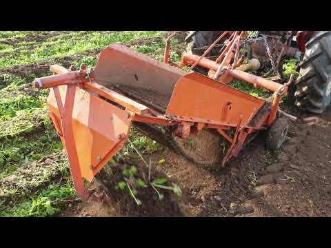 Opptak av potet volland gård på fjelldal
