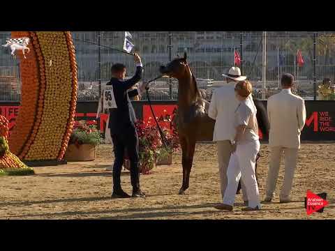 N.95 ELR FERDINAND - Menton 2019