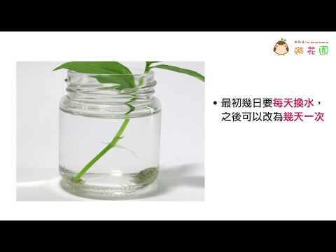水竹草盆栽