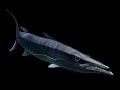 Barracuda Finding Nemo Sounds