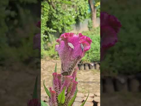 #flower #ihavethisthingwithplants