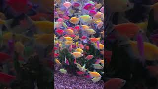 Download lagu Waw ikan warna warni lucu banget #ikan #ikanlucu #ikanhias #fish mp3 Download lagu Waw ikan warna warni lucu banget #ikan #ikanlucu #ikanhias #fish mp3