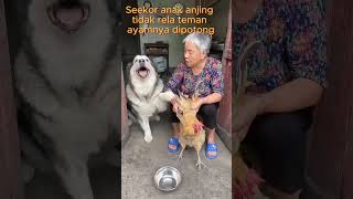 Download lagu Momen Lucu Seekor Anjing Tidak rela teman ayamnya dipotong mp3