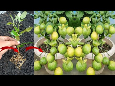 How to Grow Lime Trees from cuttings - Easy fast way to grow Lime Trees & Lemon Trees from Cuttings