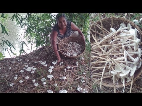 Organic mushroom