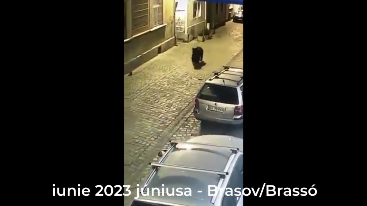 Medveproblémák Székelyföldön és közelében