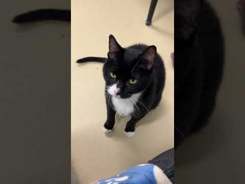 Isabella video