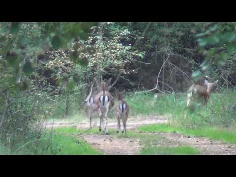 Im Bunkerwald von Peenemünde-Teil 1 Heeresversuchsanstalt