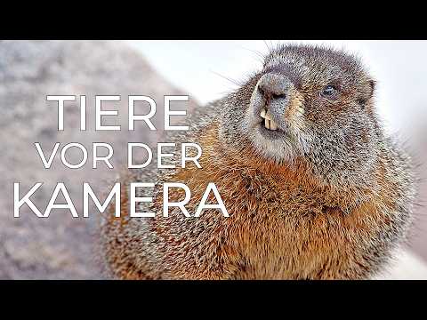 Free Documentary - Nature Deutsch and Free Documentary - Deutsch