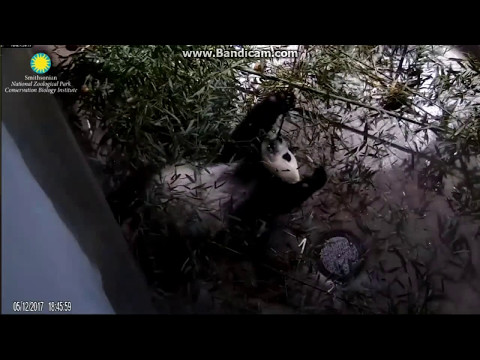 2017.05.12 BEI BEI AT DINNER