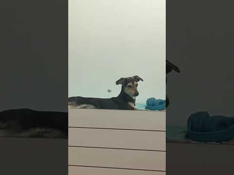 Vídeo de Boby