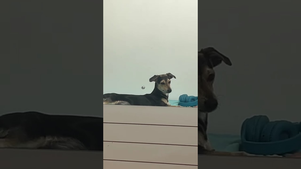 Cachorro raça SRD-ViraLata idade 7 a 11 meses nome Boby