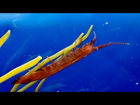 Vídeo de Stenosoma lancifer. <em>© Marcos Fernández Iglesias †