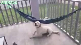 Funny Dog In the Hammock