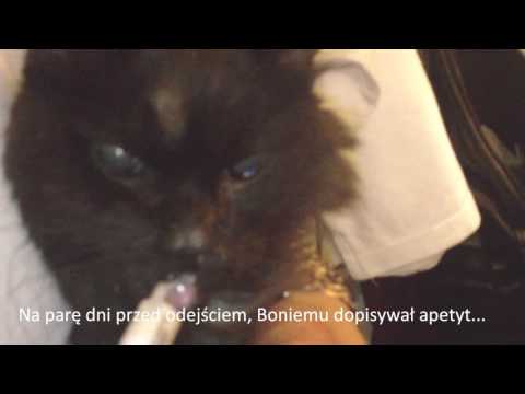 In memoriam - Bonifacy