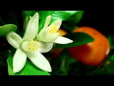 Citrus Farm before and After results from Kynoch Fertilizer
