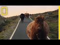 See The Quiet Beauty Of Farm Life On The Scottish Isles Short Film Showcase
