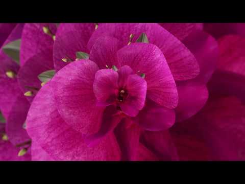 Coloro + WGSN: Key Colors S/S 22. feat. WGSN's Color of the Year 2022