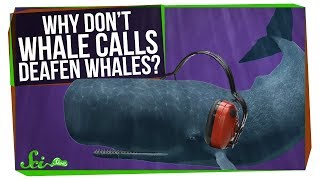 Why Don't Whales Deafen Themselves?