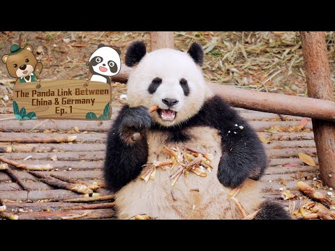 【The Panda Link Between China & Germany】Episode 1 Meng Meng & Jiao Qing
