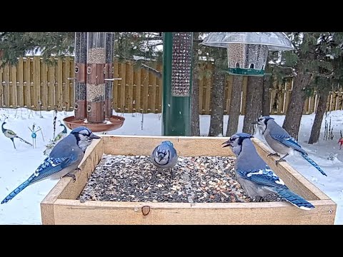 Blue Jays Flock To The Ontario Feeders To Compete For Peanuts | Dec. 1, 2025