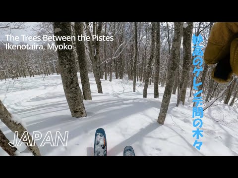 The Trees Between The Pistes at Ikenotaira, Myoko  妙高市池の平のゲレンデ間の木々