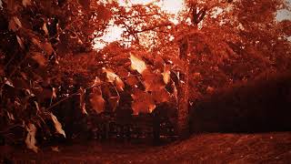 Woodland Choir  - Tragedy&#39;s eyes