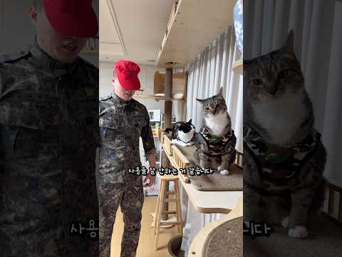 영창 가는 고양이