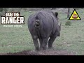 Watch This Stunning Southern White Rhino Marking His Territory