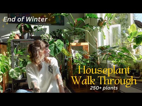 🌿 houseplant collection walk through before spring! updates on repots, blooms, etc. (250 plants)