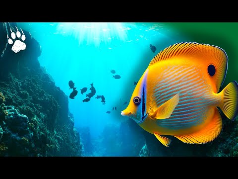 À la Découverte des Merveilles de la Vie Marine - Documentaire relaxation - 4K - AMP