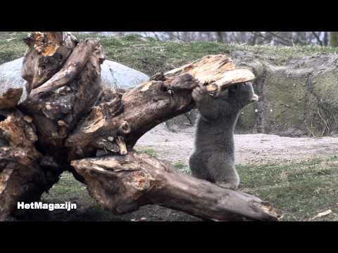 Een dag bij Olinka's ijsbeertweeling in Blijdorp, 1