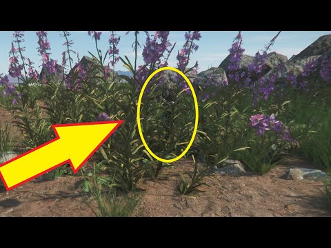 Cover and Concealment