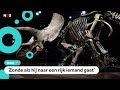 Dino 'Big John 'verkocht voor 5,5 miljoen