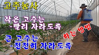 작은 고추는 빨리 자라도록/큰 고추는 천천히 자라도록 하는 방법