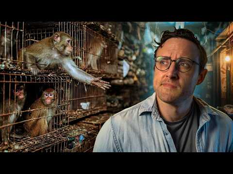 People Call This Monkey Trade Slavery